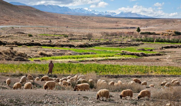 Onbekende ziekte doodt schapen en geiten in Marokko 