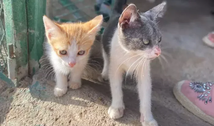 Khadija verandert leven van zwerfkatten in Marokko (video)