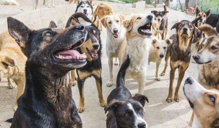 Marokkaanse organisaties zetten zich in voor 3 miljoen zwerfhonden