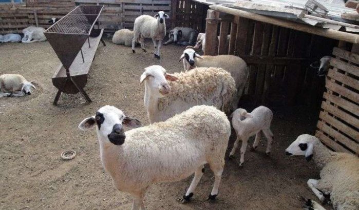 Eid ul-Adha: Melilla laat invoer schapen uit Marokko toe