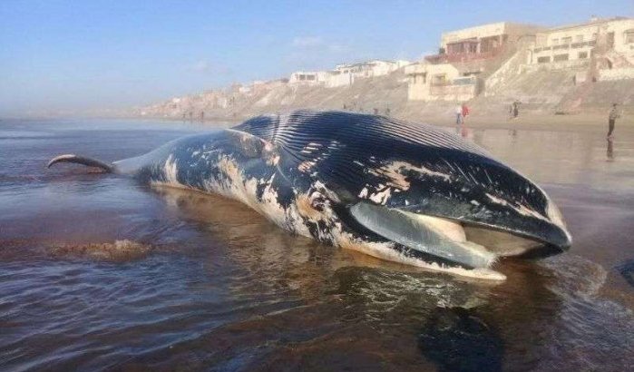 Walvis aangespoeld op strand in Casablanca (foto's)