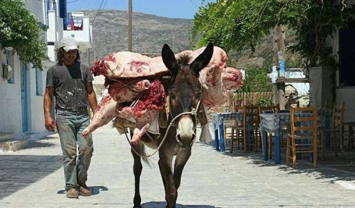 Slachthuizen Marokko niet echt “halal”