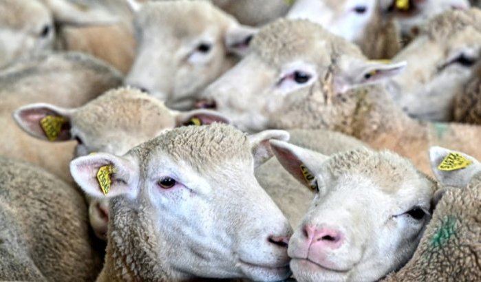 Eid ul-Adha: Marokko neemt belangrijke beslissing