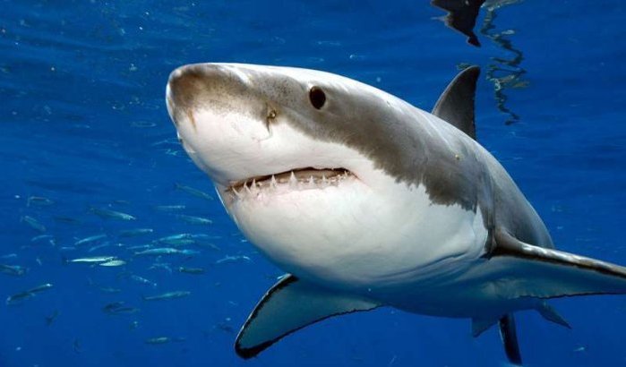 Haaien in het noorden van Marokko?