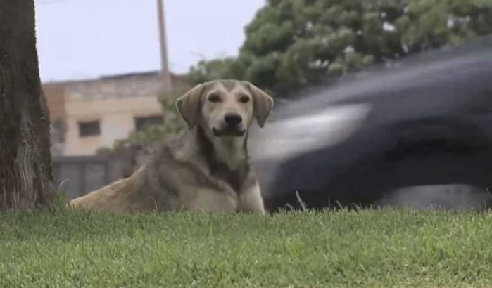 Zwerfhonden zaaien nog steeds terreur in Salé