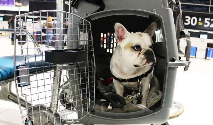 Royal Air Maroc krijgt kritiek na overlijden hond op vlucht