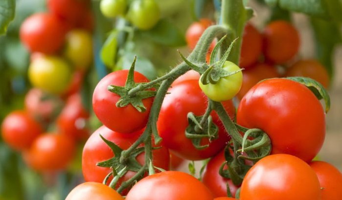 Tomatenoorlog: Algerije daagt Marokko uit