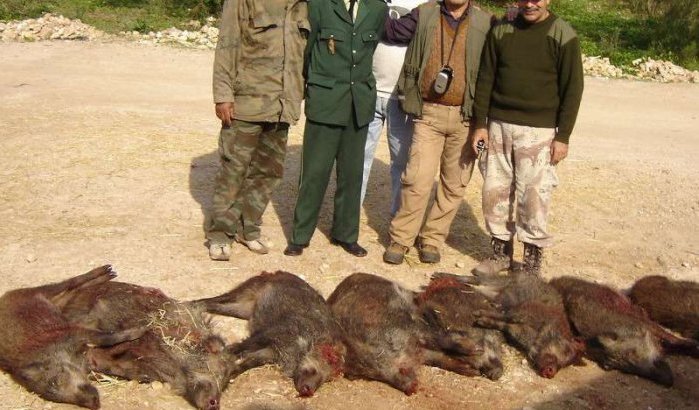 Zorgwekkend aantal wilde zwijnen in regio Tanger