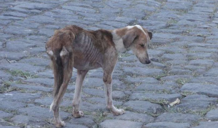 Peuter dood na beet hond met hondsdolheid in Marokko 