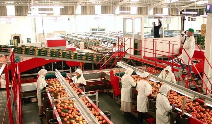 Daling Marokkaanse tomatenexport naar Rusland