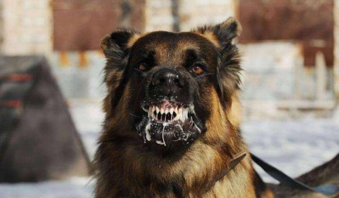 Marokko: meisje doodgebeten door hond 