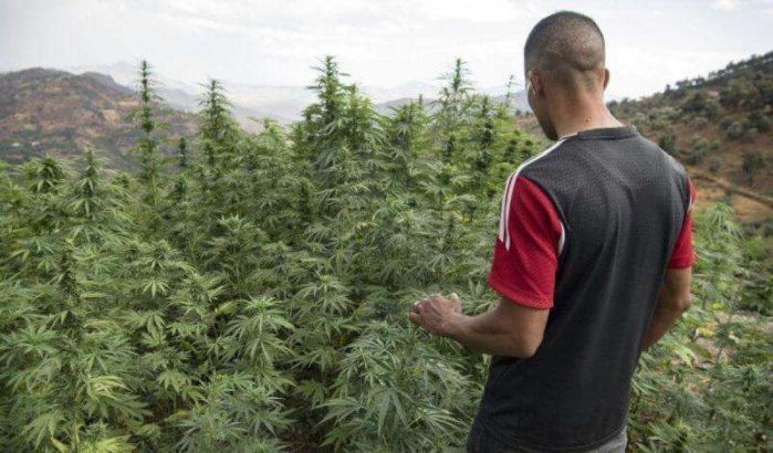 Zwitserland heeft oog op Marokkaanse cannabis