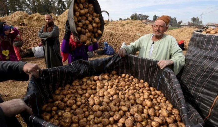 Marokko gaat Amerikaanse aardappelen laten groeien