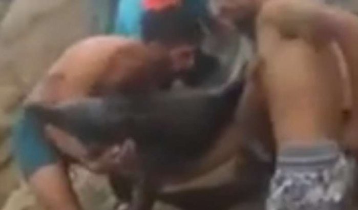 Marokkaanse jongeren redden gestrande dolfijn (video)