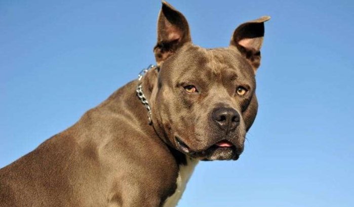 Marokko: arrestatie na bedreigen politieman met hond