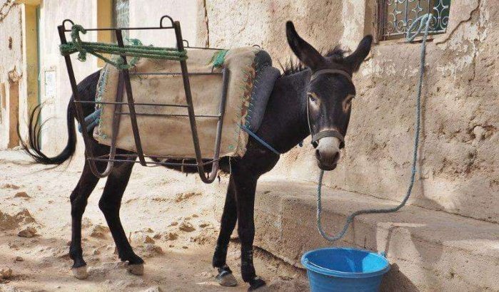 Marokko: veiling ezel zorgt voor hilariteit