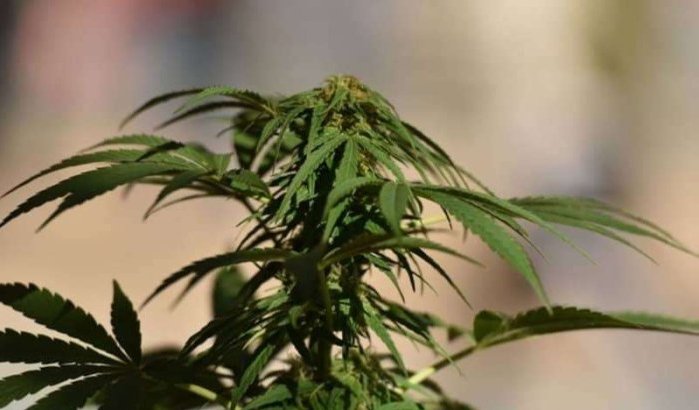 Wet cannabisproductie in Marokko moet dringend worden uitgevoerd