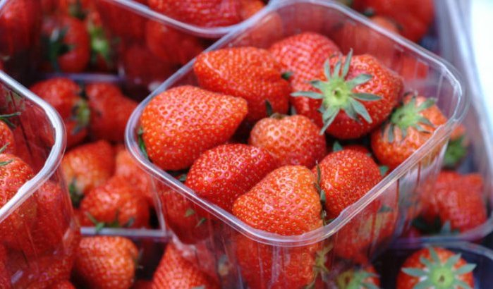Marokkaanse aardbeien populairder dan ooit in Japan