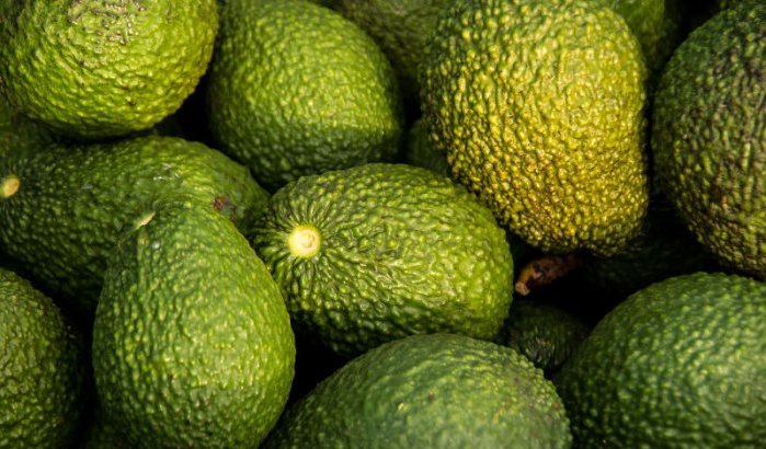 Europeanen dol op Marokkaanse avocado