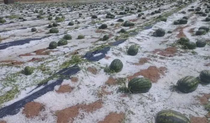 Storm en hagel verwoest oogsten in Marokko 