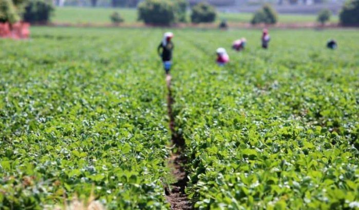 Marokkaanse seizoenarbeiders tot slavernij gedwongen in Italië