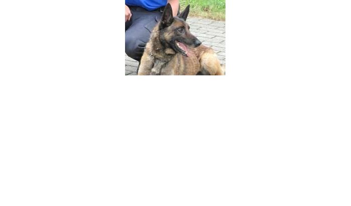 Marokko bestelt politiehonden bij Spanje 