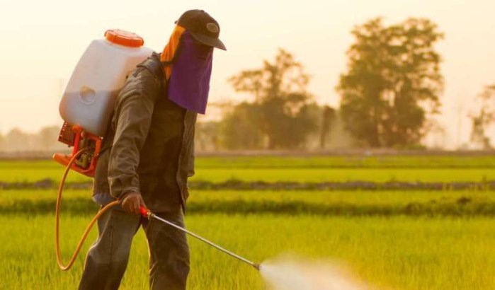 Drie verboden pesticiden nog steeds verkocht in Marokko