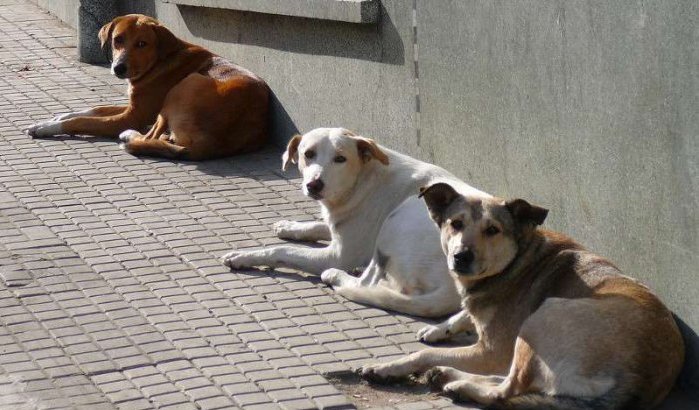 Zwerfhonden dankzij dierenvereniging weer welkom in Taghazout