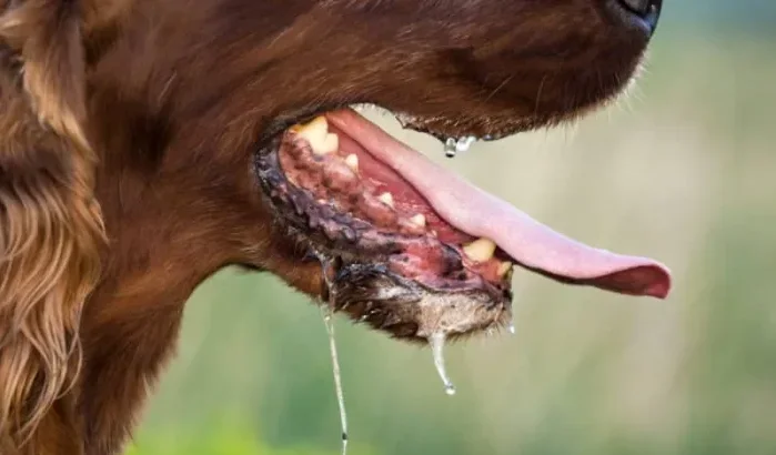 Melilla in angst voor hondsdolheid: hond uit Marokko brengt ziekte
