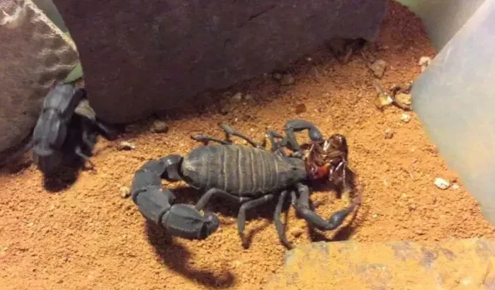 Schorpioenensteken: al meerdere doden deze zomer in Marokko