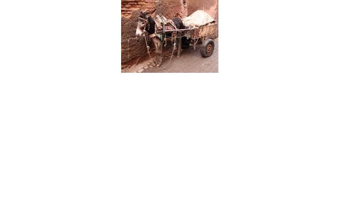 Minder ezels in Marokko 