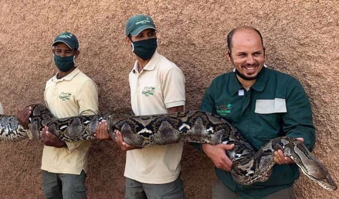 Grootste slang van Marokko leeft in Agadir