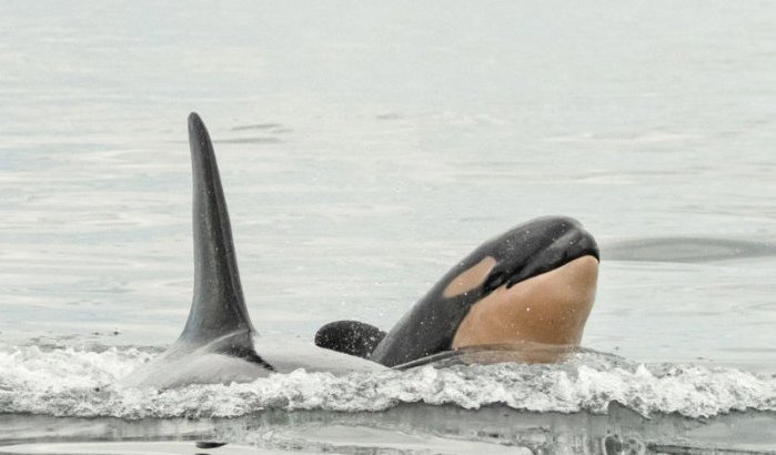 Baby-orka gered van strandgangers in Nador (video)
