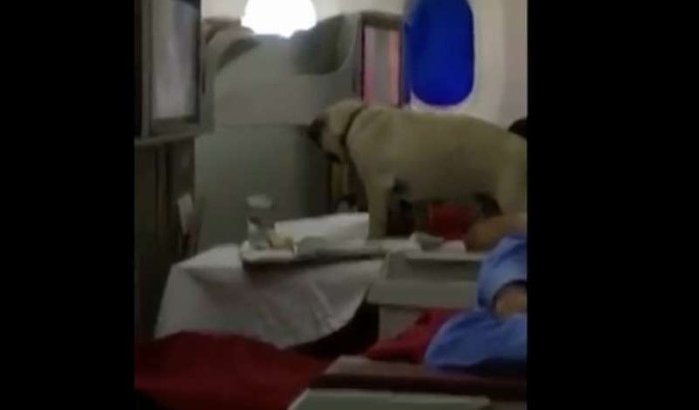 Lamia Kettani rechtvaardigt aanwezigheid hond op vlucht Royal Air Maroc 