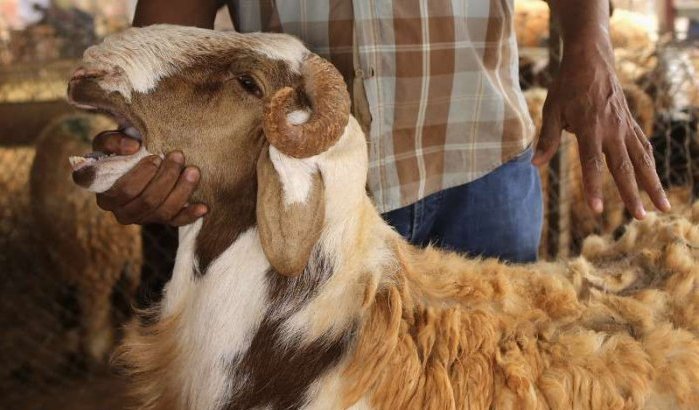 Offerfeest: Marokkanen geven 10 miljard uit aan schapen