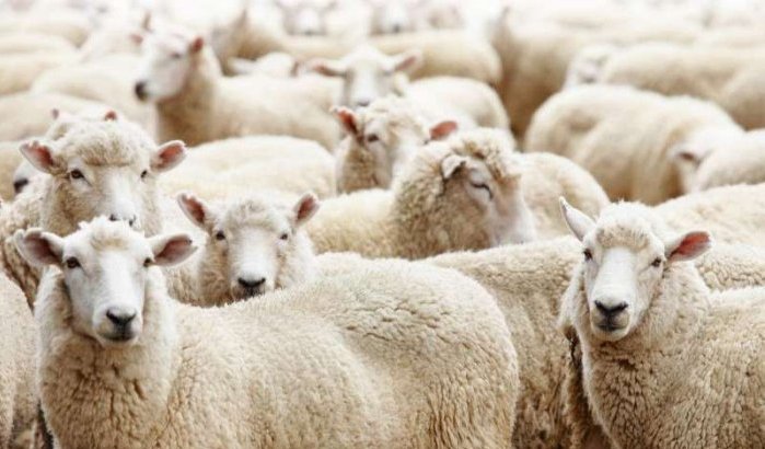 Spanje verbiedt invoer vee uit Marokko