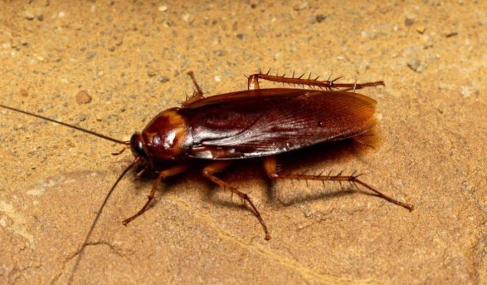 Vliegen, muggen en kakkerlakken: Marokkaanse stad kampt met insectenplaag