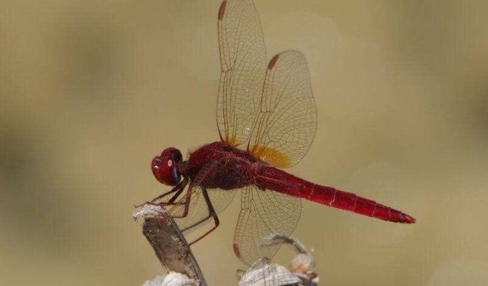 Marokko: bezorgdheid om insect