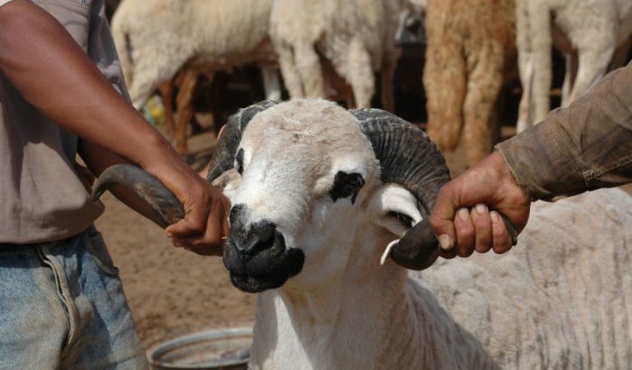 Familievete over schaap leidt tot moord in Tetouan