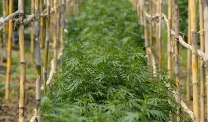 Teelt cannabis voor medisch gebruik is een realiteit in Marokko