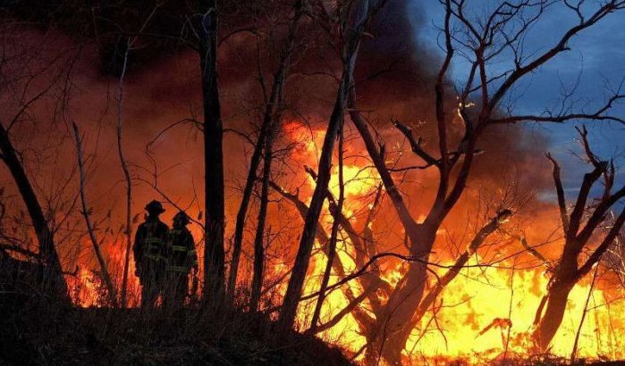 Brand verwoest 65 hectare bos in Ouezzane