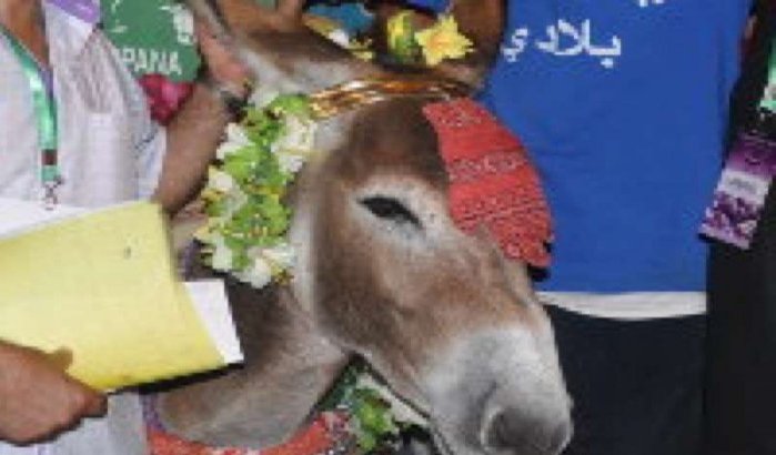 Marbouh is knapste ezel van Marokko