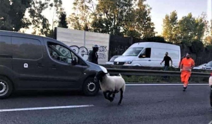 Frankrijk: schaap Eid ul-Adha ontsnapt op snelweg