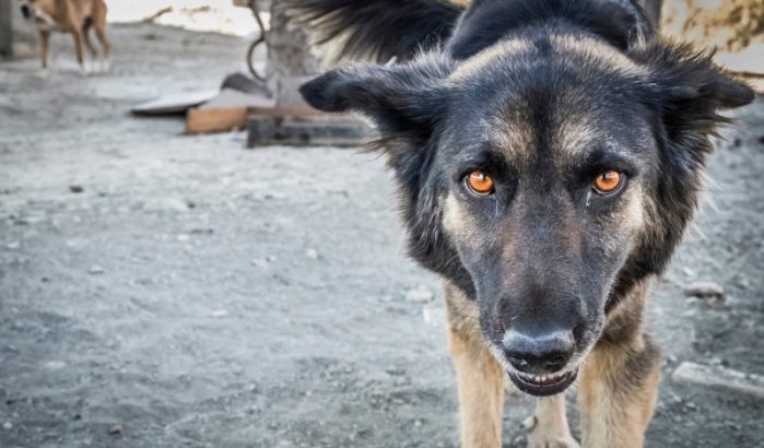 Toerist in ziekenhuis na aanval door zwerfhond in Tanger