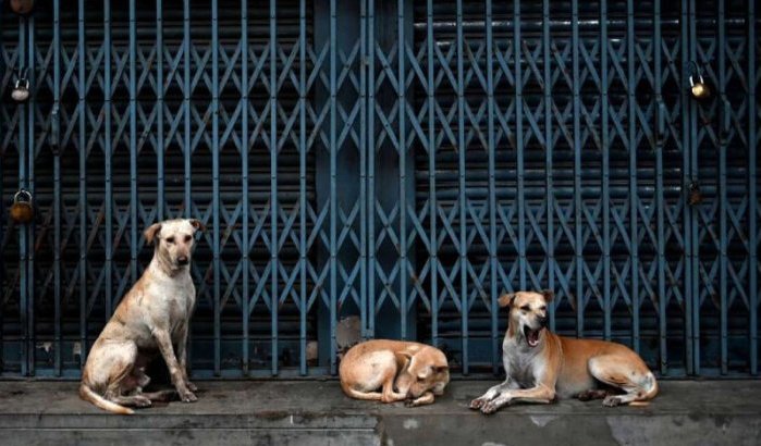 Nieuwe ontwikkelingen in zaak vrouw aangevallen door zwerfhonden in Casablanca