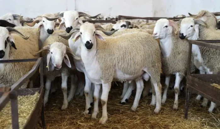 Eid ul-Adha: verwachte datum in Marokko