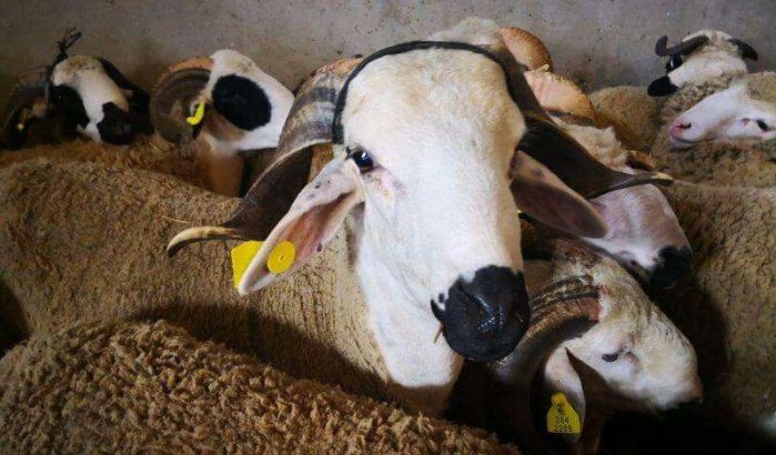 Eid ul-Adha Marokko: coronatest verplicht voor beenhouwers