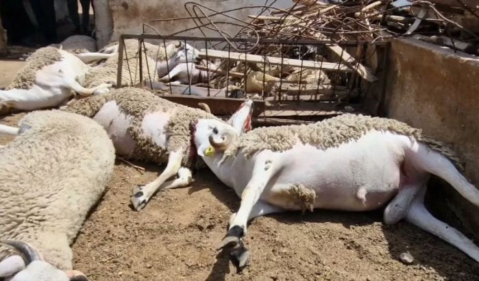 Mysterieuze schapendood op boerderij in Marokko