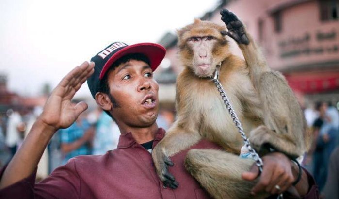 Toerist door aap aangevallen op Djemaa El Fna plein Marrakech
