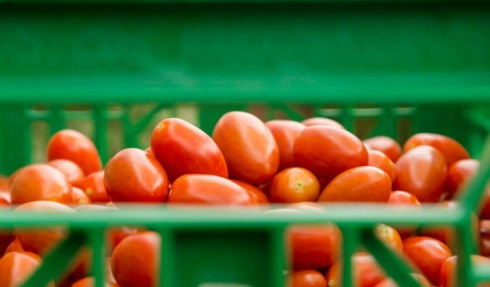 Europese import van Marokkaanse tomaten opgeschort?